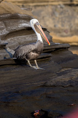 A Galapagos Brown Pelican (Pelecanus occidentalis) standing in the Galapagos Islands.