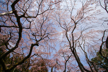 醍醐の桜