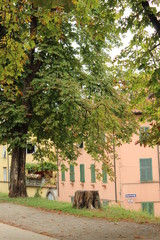 alberi