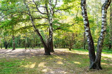 old birch trees on clearing in yellowing city park
