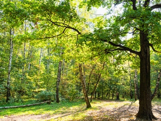 oak tree in birch grove at clearing in city park