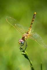Dragonfly flying on blade of grass with green background