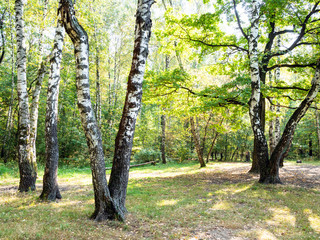 old birch trees on meadow in yellowing city park