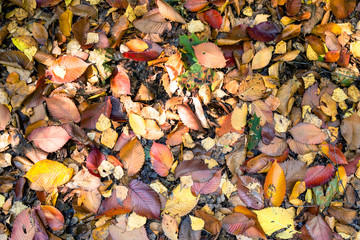 many colotful fallen leaves on elm tree on ground