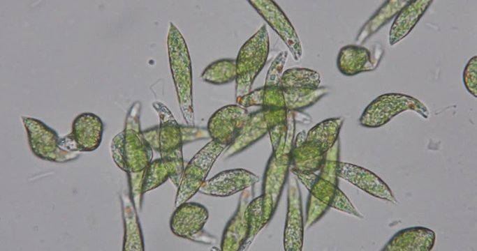 Euglena is a genus of single-celled flagellate Eukaryotes under microscopic view for education.