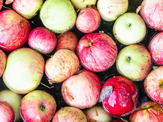 many fresh apples are washed in water in basin