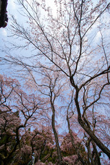 醍醐の桜