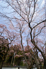 醍醐の桜
