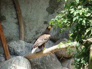 bird of prey