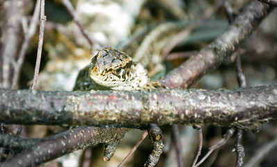 The Altai Mountains' hiding and watchful lizard in the model's role.