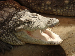 crocodile with mouth open