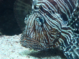 tropical saltwater fish