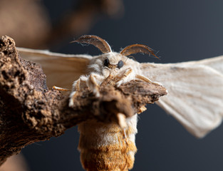 Silkworm on a branch with black background