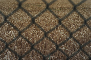Straws behind the fence