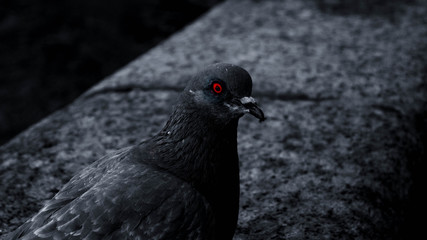 dove