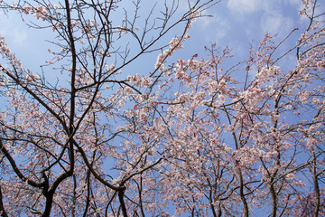 醍醐の桜