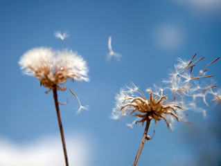 Flying dandelion seeds,  macro abstract