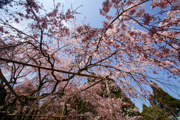 醍醐の桜