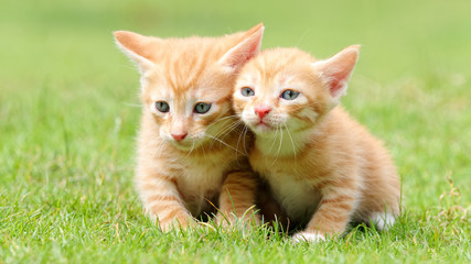 Portrait of two lovely ginger tabby cats standing on green grass field, looking alertly and stay...