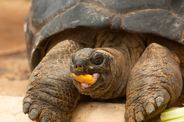 Tortue géante des Seychelles entrain de manger. Océan indien, Seychelles, Praslin island