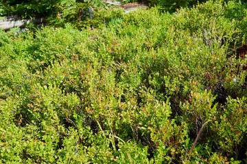 Fototapeta premium Nationalpark Bayrische Wald von Waldhäuser bis Neuschönau und rund um den Berg Lusen 1373m