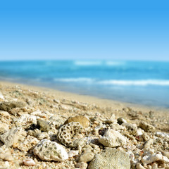 Dead corals on the sand beach of Mauritius island. Indian ocean.