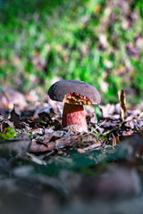 Der Rotfußröhrling im Wald