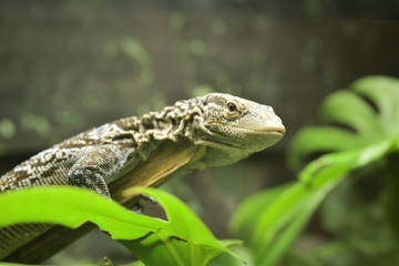 ミズオオトカゲ