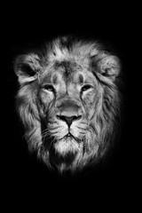 Obraz na płótnie Canvas portrait of a powerful male lion isolated on a black background, powerful head and beautiful hairy mane. black and white photo