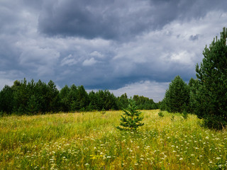Clearing in the middle of a pine forest. Overcast sky