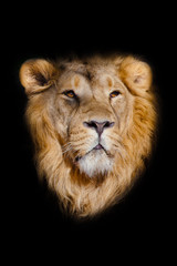 Fototapeta na wymiar portrait of a powerful male lion isolated on a black background, powerful head and beautiful hairy mane.