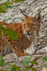 face of a large beautiful lynx cat in summer, red hair and tassels on the ears.