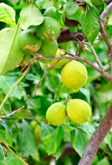 The citrus fruits of green lemon on a young light green, treevertical image.