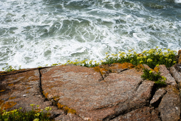 Ile d'Yeu, environnement et paysage