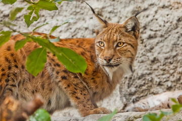 face of a large beautiful lynx cat in summer, red hair and tassels on the ears.