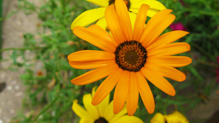 Yellow flower close up