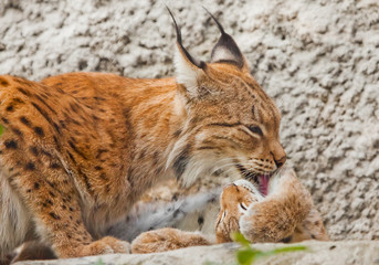 Mom gently licks her kitten. symbol of care and love. beautiful cat lynx closeup in summer