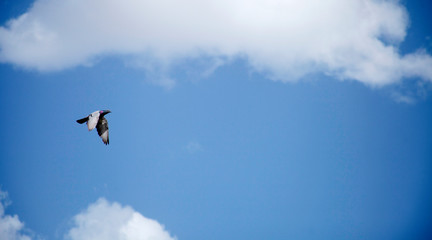 dove flying in the sky