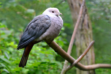 Pink-headed imperial pigeon ( Ducula rosacea ) on branch of tree. Bird living in Indonesia.