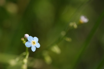Myosotis Niezapominajka forget-me-not	