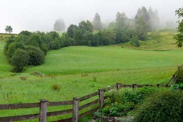Fototapeta na wymiar Alpine meadow with fresh green grass in the morning fog