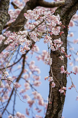 醍醐の桜