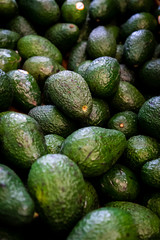aguacate