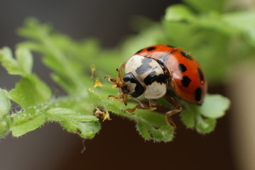 Ladybug