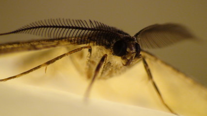 moth on leaf