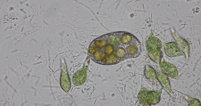 Euglena is a genus of single-celled flagellate Eukaryotes under microscopic view for education.
