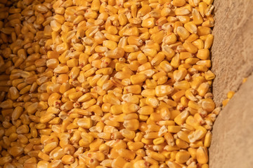 dried corn in an old mill