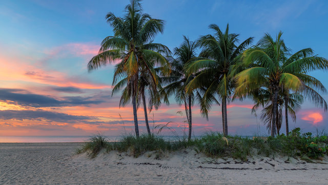 Palm trees on Miami Beach at sunrise, South Beach, Florida