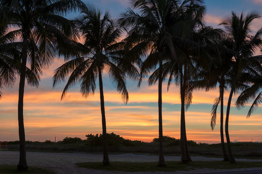 Palm trees at sunrise in Miami Beach, Ocean Drive, South Beach, Florida