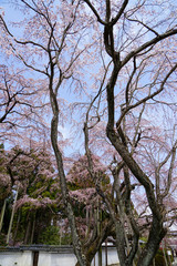 醍醐の桜
